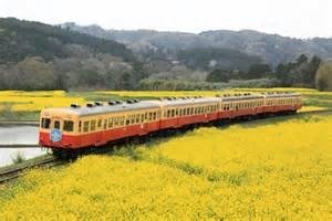 小湊鉄道と菜の花